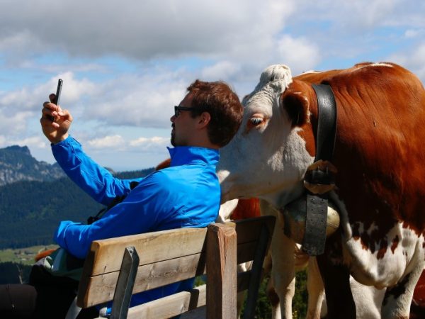 selfie met koe