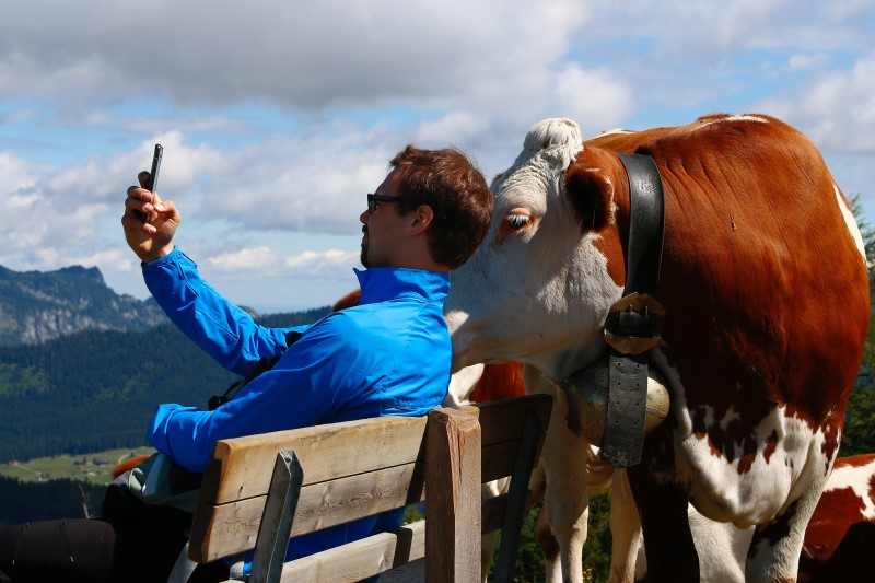 selfie met koe